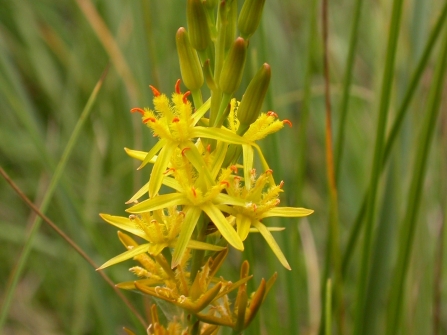 Bog asphodel 