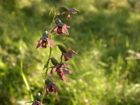 Broad-leaved helleborine