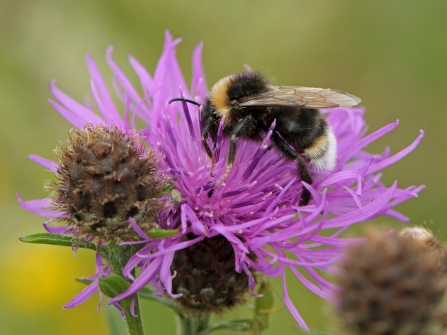 Buff-tailed bumblebee on knapweed