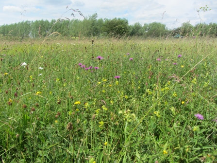 Wildflower meadow