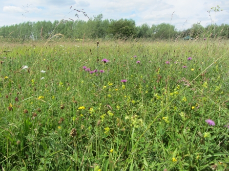 Wild flowers