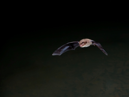 Daubenton's bat