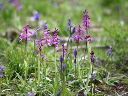 Early purple orchids with bluebells