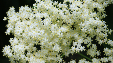 Elderflowers