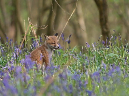 Fox cub in bluebells