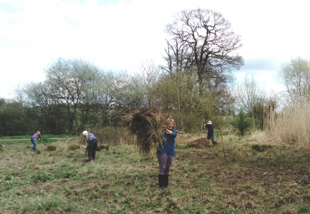 Hanwell Brook Wetland