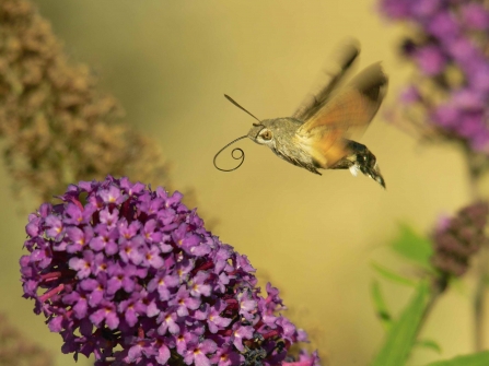 Hummingbird hawkmoth