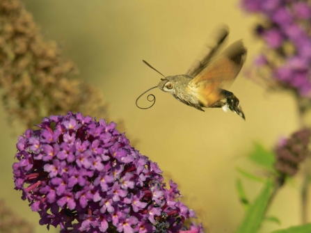 Hummingbird hawkmoth 