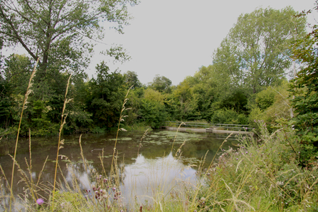 Letcombe Valley