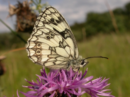 Marbled white butterfly