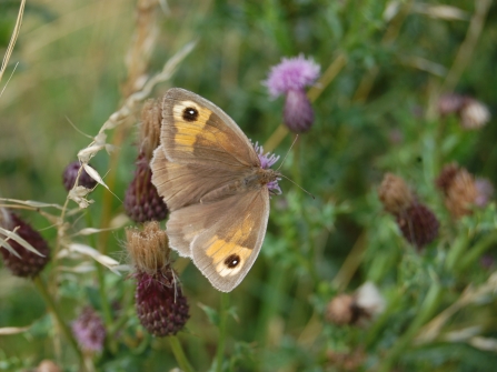 Meadow brown butterfly 