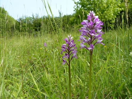 Military orchids