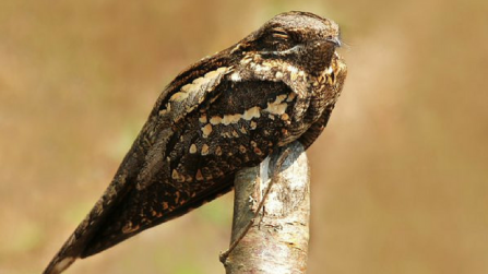 Nightjar