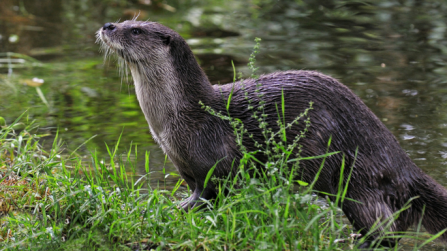 Otter