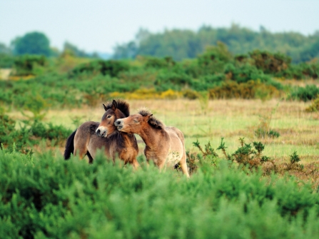 Ponies on Greenham Common