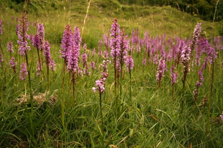 Chalk fragrant orchids