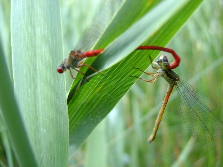 Small red damselflies 