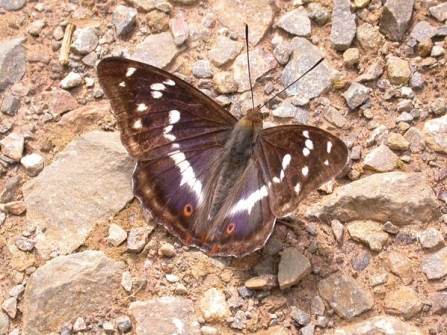 Purple emperor butterfly