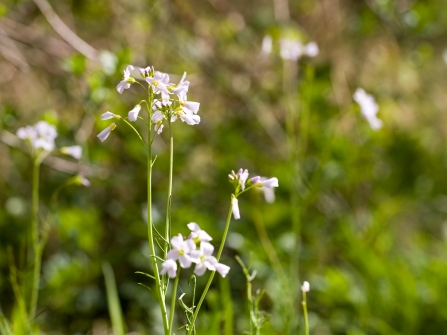 Cuckooflower