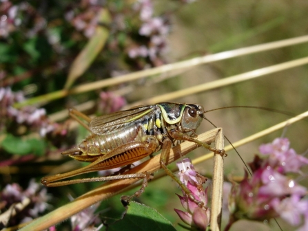 Roesel's bush-cricket