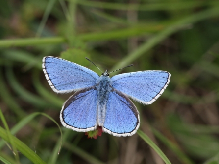 Adonis blue