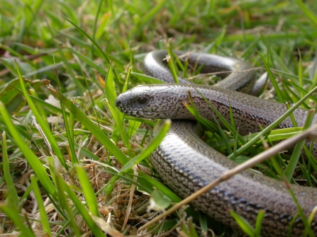 Slow worm