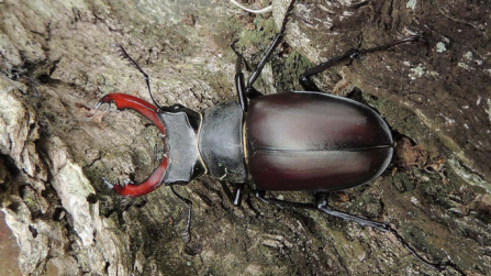 Stag beetle