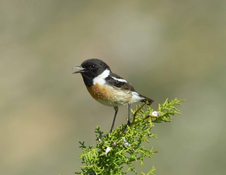 Stonechat