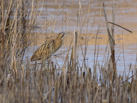 Bittern