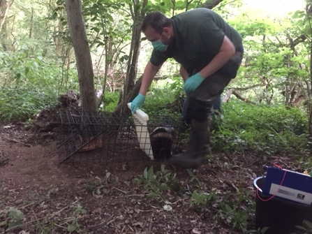 A BBOWT worker vaccinating a badger against bovine tuberculosis (bTB) as part of the trust's badger vaccination programme.
