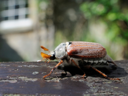 Cockchafer