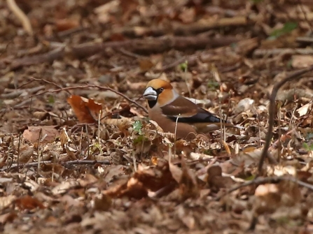 Hawfinch