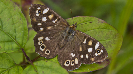 Speckled wood