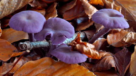 Amethyst deceiver 