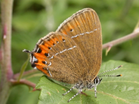 Black hairstreak