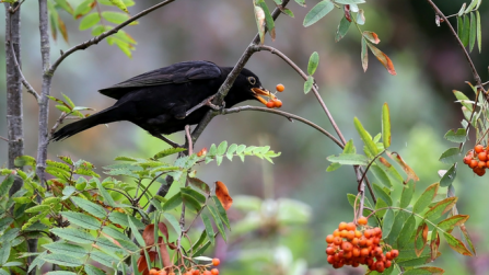 Blackbird feeding on rowan berries 