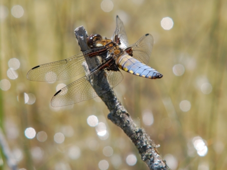 Broad-bodied chaser