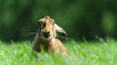 Brown hare