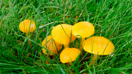 Butter waxcap