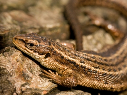 Common lizard