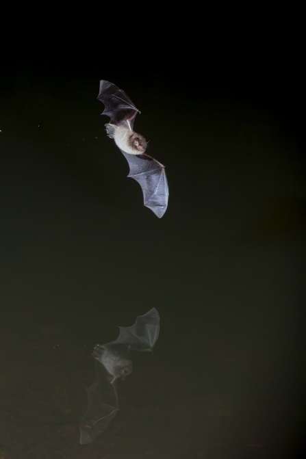 Daubenton's bat