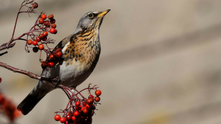 Fieldfare