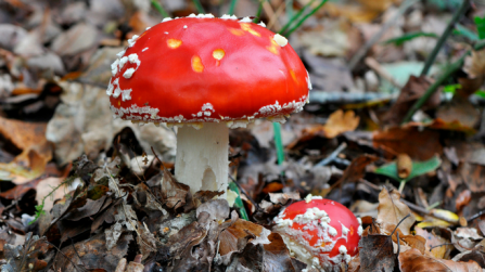 Fly agaric 