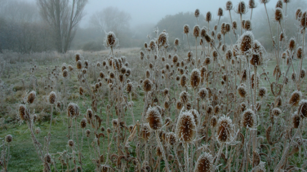 Frosty teasel