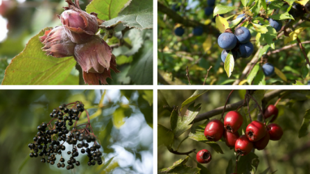 Hazelnuts, sloes, elderberries and hawthorn berries CC