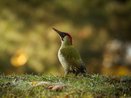 Green woodpecker