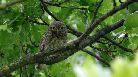 Little owl