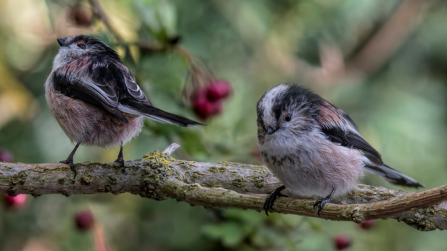 Long-tailed tits