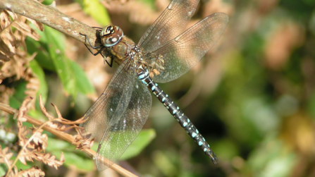 Migrant hawker dragonfly. Picture: Richard Burkmarr