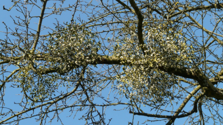 Mistletoe